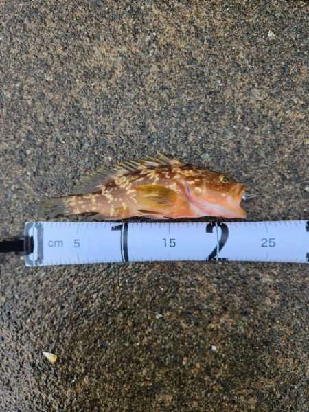 雨降りの中ロックフィッシュ