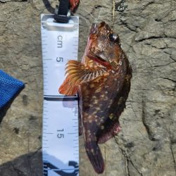 ロックフィッシュ三昧