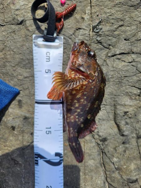 ロックフィッシュ三昧