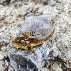 続•ロックフィッシュ