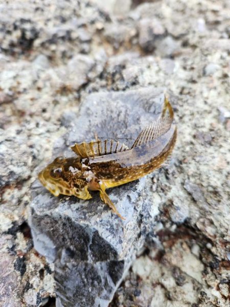 続•ロックフィッシュ