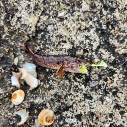 ロックフィッシュは面白い