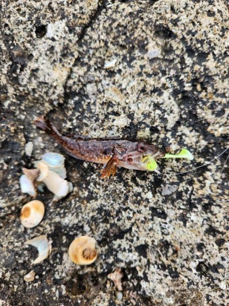 ロックフィッシュは面白い