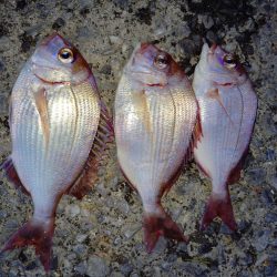 他魚種釣り