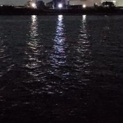 久しぶりの貴重なチヌ1尾