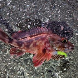 メバル、旅に出る