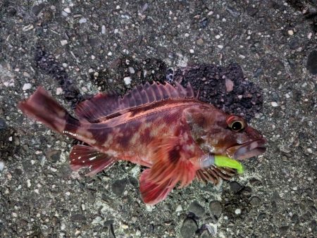 メバル、旅に出る