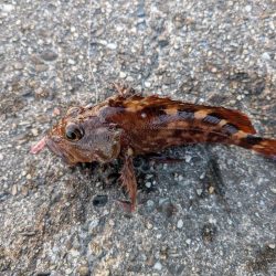 ハゼのちガシラ