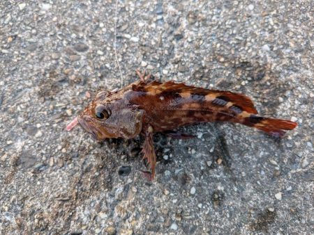 ハゼのちガシラ