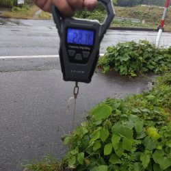 ファットイカで1本