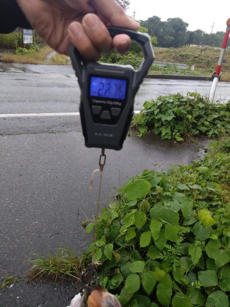 ファットイカで1本