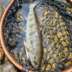 海から川へ走ります
