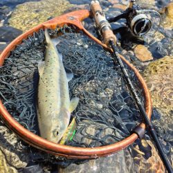 先週ヤマメアマゴ好調やったから川へ