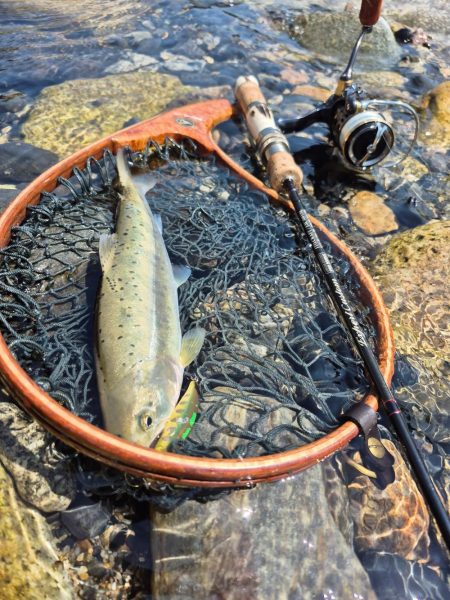 先週ヤマメアマゴ好調やったから川へ