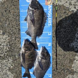 初ポイントにてふかせ釣り