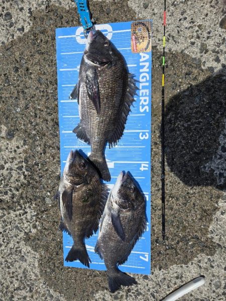 初ポイントにてふかせ釣り