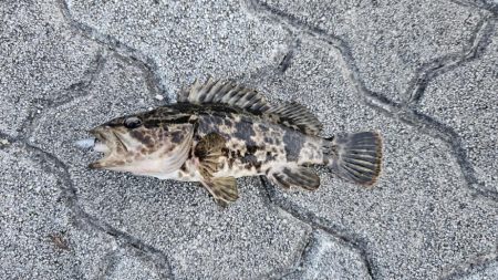 フラットフィッシュ