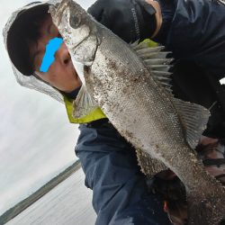 雨の中、ヒラセイゴをゲット！