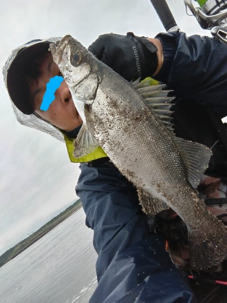 雨の中、ヒラセイゴをゲット！