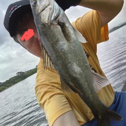 マルスズキ（セイゴ）が釣れました。