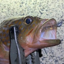 剣先ならず甲イカ