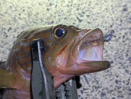 剣先ならず甲イカ