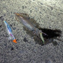 ショアお助けティップラン