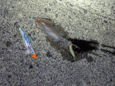 ショアお助けティップラン