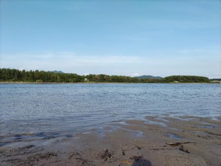 チヌとヒラセイゴが釣れました!