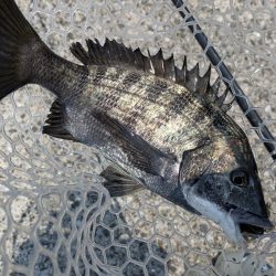 激渋広島チニング