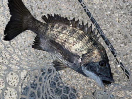 激渋広島チニング