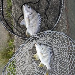 チニング対決企画「鯛MAN」初戦