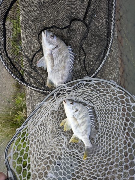 チニング対決企画「鯛MAN」初戦