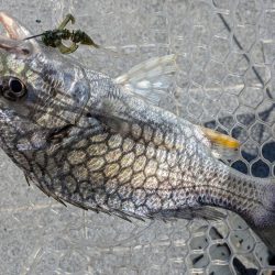 ちょい渋めの広島チニング