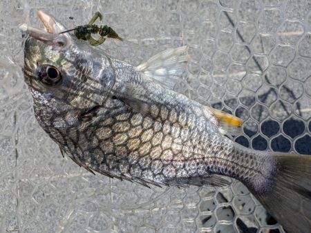 ちょい渋めの広島チニング