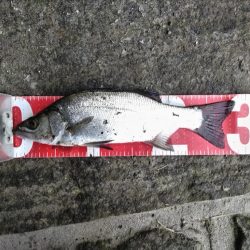 ヒラスズキ釣れました!