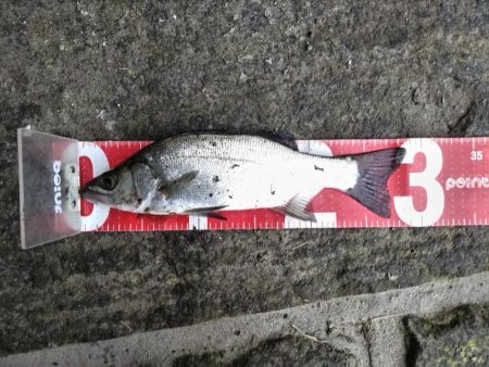 ヒラスズキ釣れました!