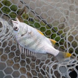 雨中広島チニング