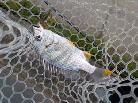 雨中広島チニング