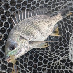 雨爆！広島チニング