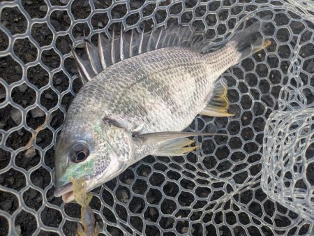 雨爆！広島チニング