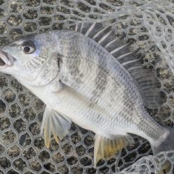 2代目23シルベ792入魂式チニング!