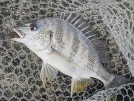 2代目23シルベ792入魂式チニング！　