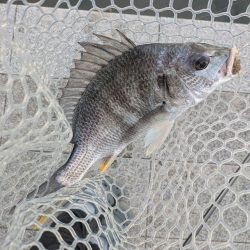 チニング対決企画「鯛MAN」第2戦