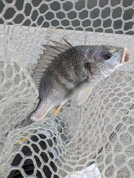 チニング対決企画「鯛MAN」第2戦