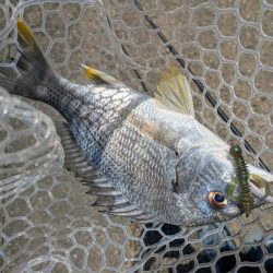 広島チニングツツ抜け達成！