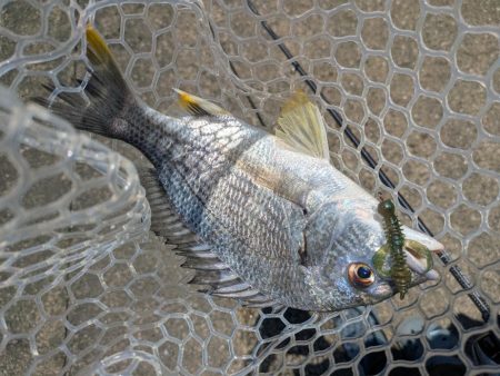 広島チニングツツ抜け達成！