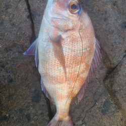 イサキ狙いも一匹、脂少なめ