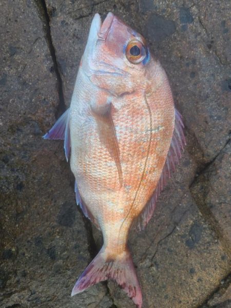 イサキ狙いも一匹、脂少なめ