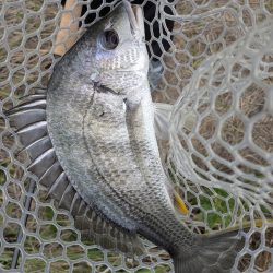 完全潮止まり大苦戦チニング